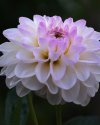 Dahlie III
